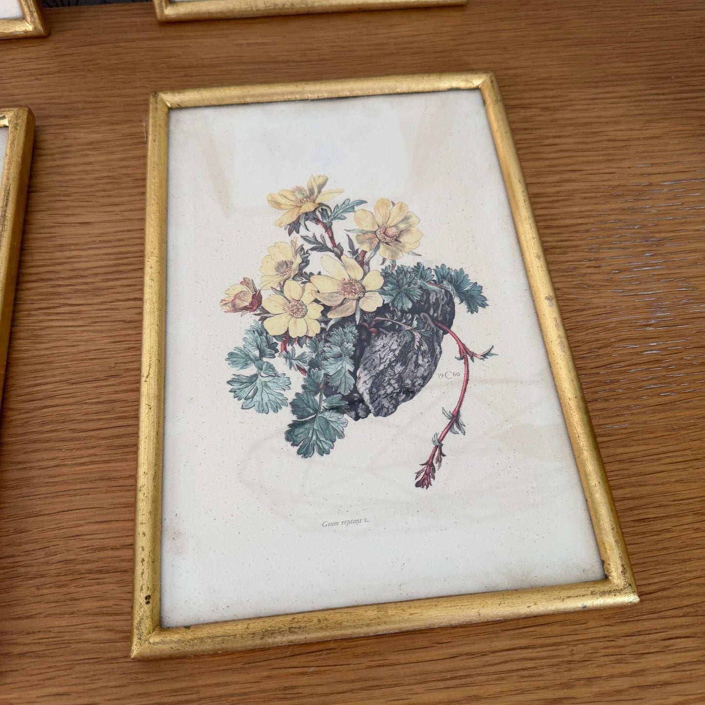 Antique Botanical Print Framed Gold Wood Set of 4 Flowers 2710253
